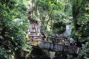 Hutan Monyet Ubud Bali