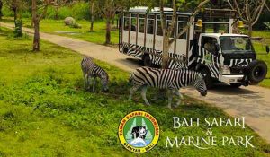 Harga Tiket Masuk Bali Safari Marine Park
