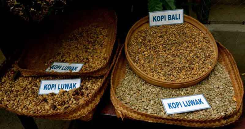 Agro Wisata Kopi Luwak Bali