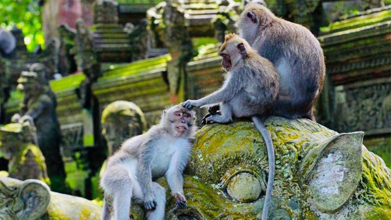 Paket Ayung Rafting dan Ubud Tour