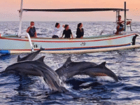 Dolphin Watching di Lovina: Sensasi Pagi Bersama Alam