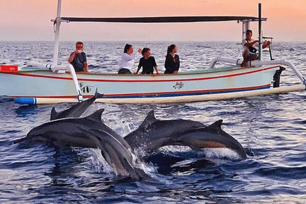 Dolphin Watching di Lovina: Sensasi Pagi Bersama Alam