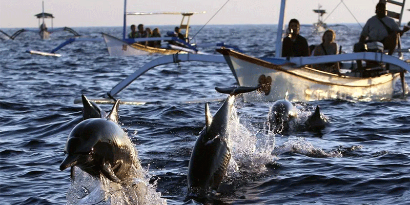 Dolphin Watching di Lovina