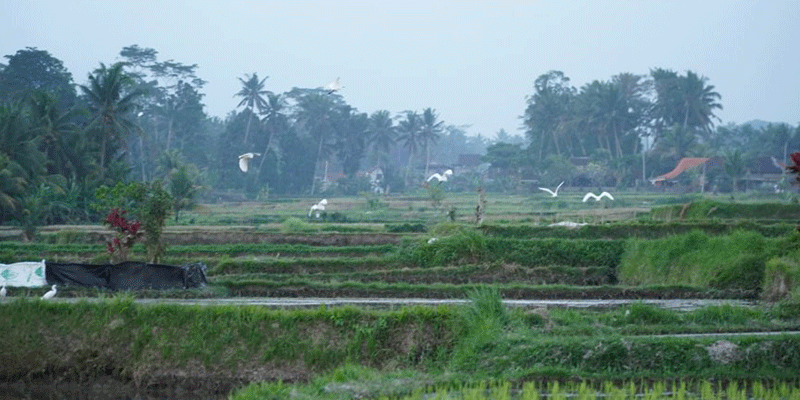 Lokasi Petulu Ubud