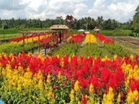 Sun Flowers Belayu: Surga Bunga Matahari di Tabanan Bali