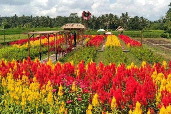 Sun Flowers Belayu: Surga Bunga Matahari di Tabanan Bali