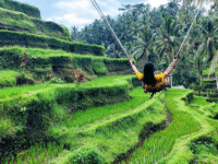 Tegalalang Rice Terrace Ubud: Surga Sawah Terasering di Bali