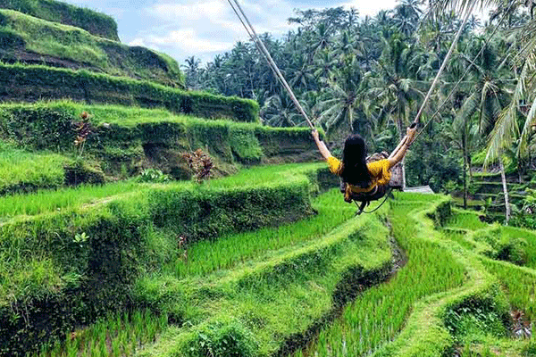 Tegalalang Rice Terrace Ubud: Surga Sawah Terasering di Bali