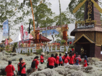 Taman Edelweis Bali: Pesona Putih di Kaki Gunung Agung