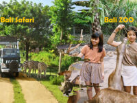 Perbedaan Bali Zoo dan Bali Safari: Mana yang Lebih Cocok Perbedaan Bali Zoo dan Bali Safari: Mana yang Lebih Cocok