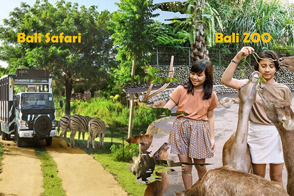 Perbedaan Bali Zoo dan Bali Safari: Mana yang Lebih Cocok